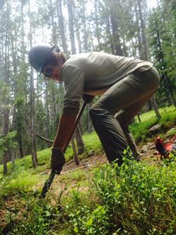 A person digs in a forest using a small hand tool