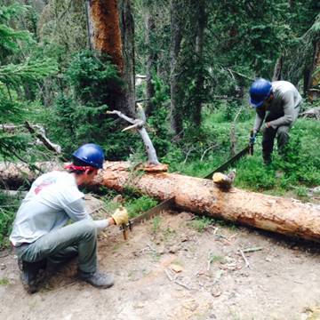 Two people wearing helmets and gloves working together to saw a fallen tree in a dense forest.