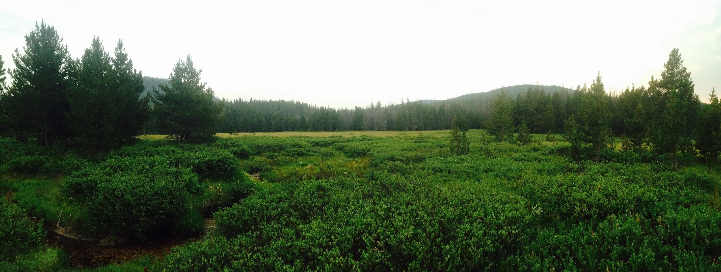 Panoramic view of a lush green meadow surrounded by dense forests under an overcast sky.