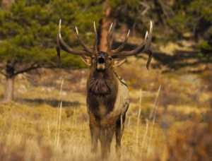 An elk with large antlers standing in a field.