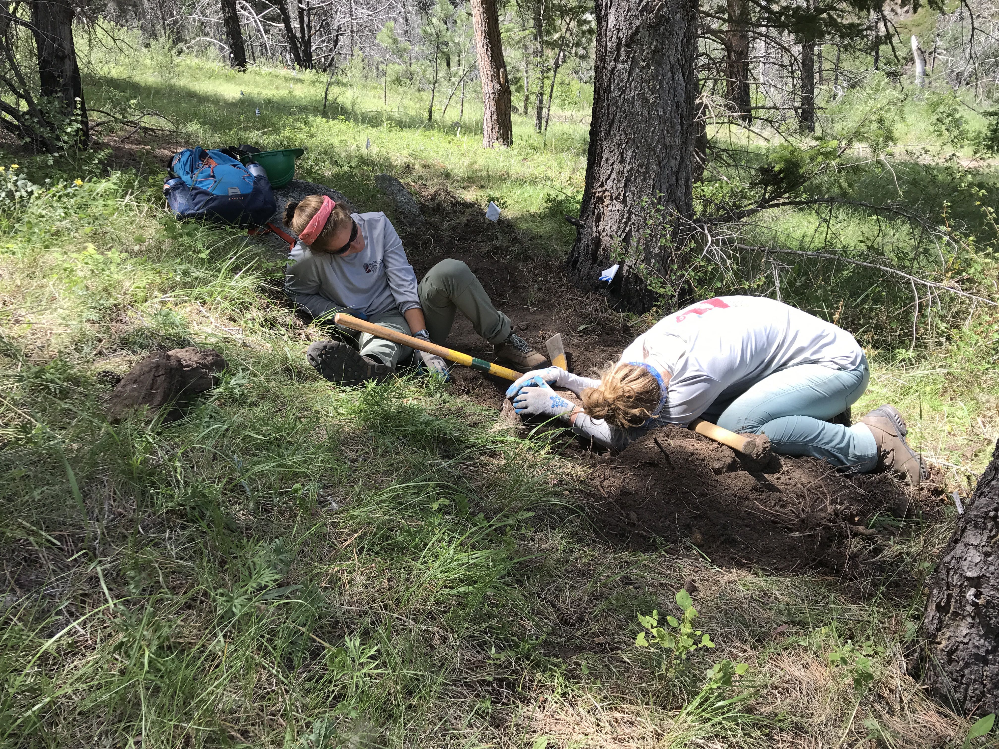 Two archaeologists digging in a forested area with tools