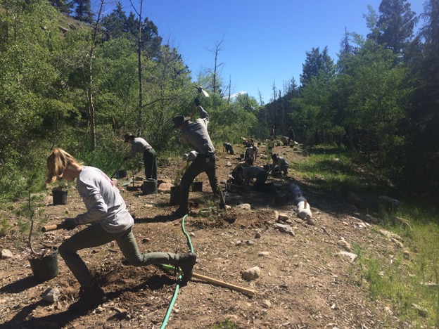 Volunteers planting trees in a forest clearing on a sunny day