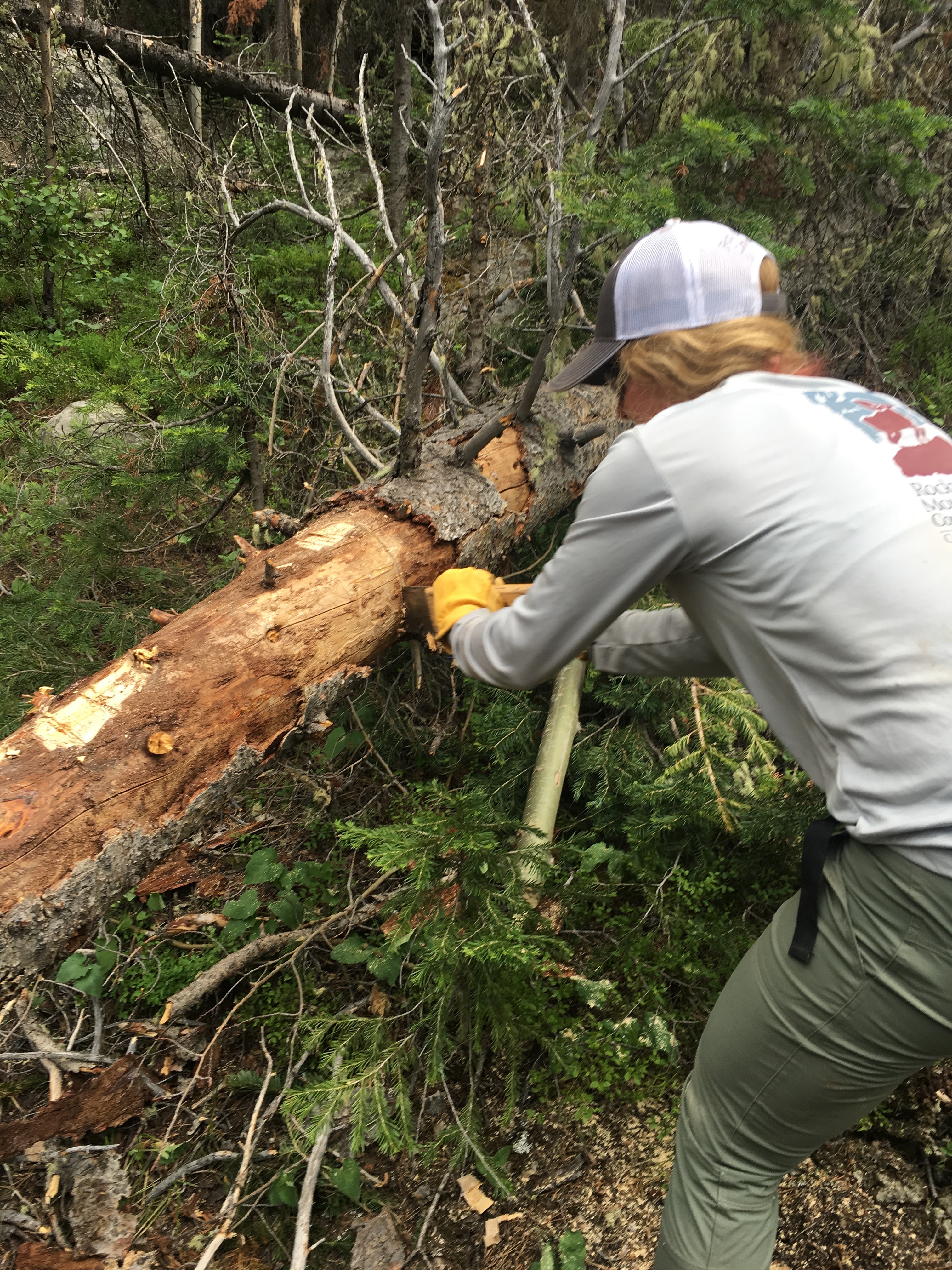 A person wearing a cap and gloves uses a saw to cut through a fallen tree trunk