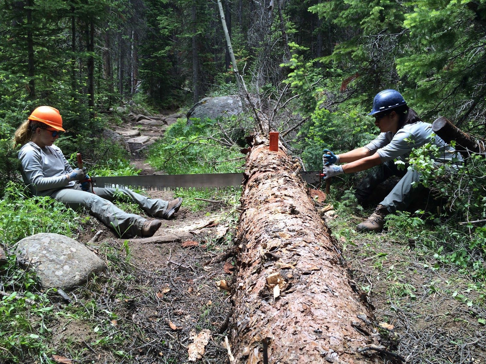 Two forest workers use chainsaws to cut through a large fallen tree on a forest path