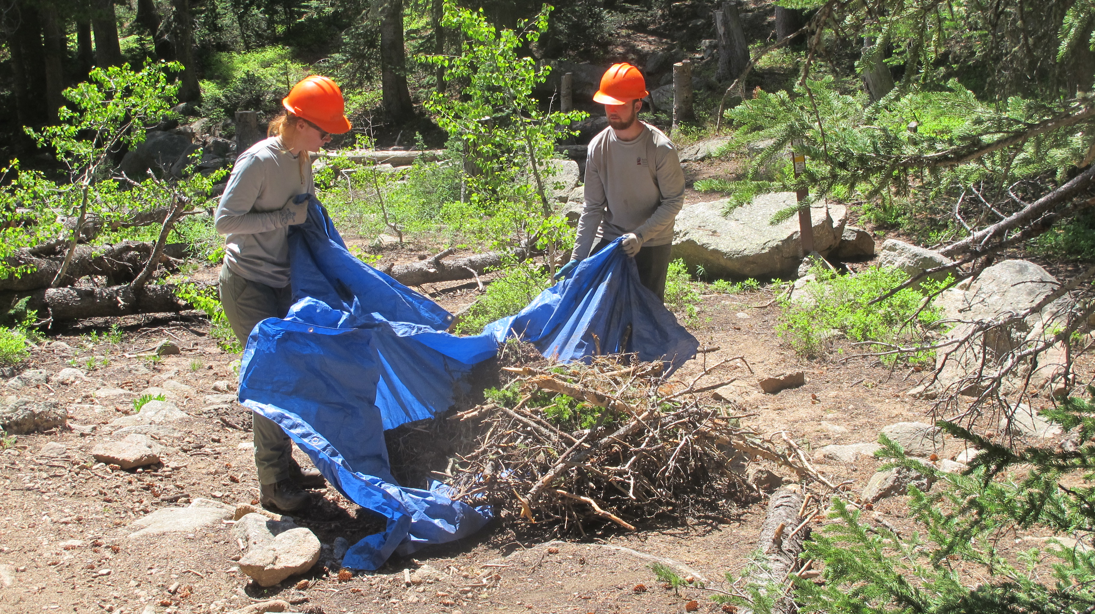 Two people unfolding a blue tarp in a forested area