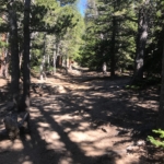 A dirt trail in a forest with trees in the background.