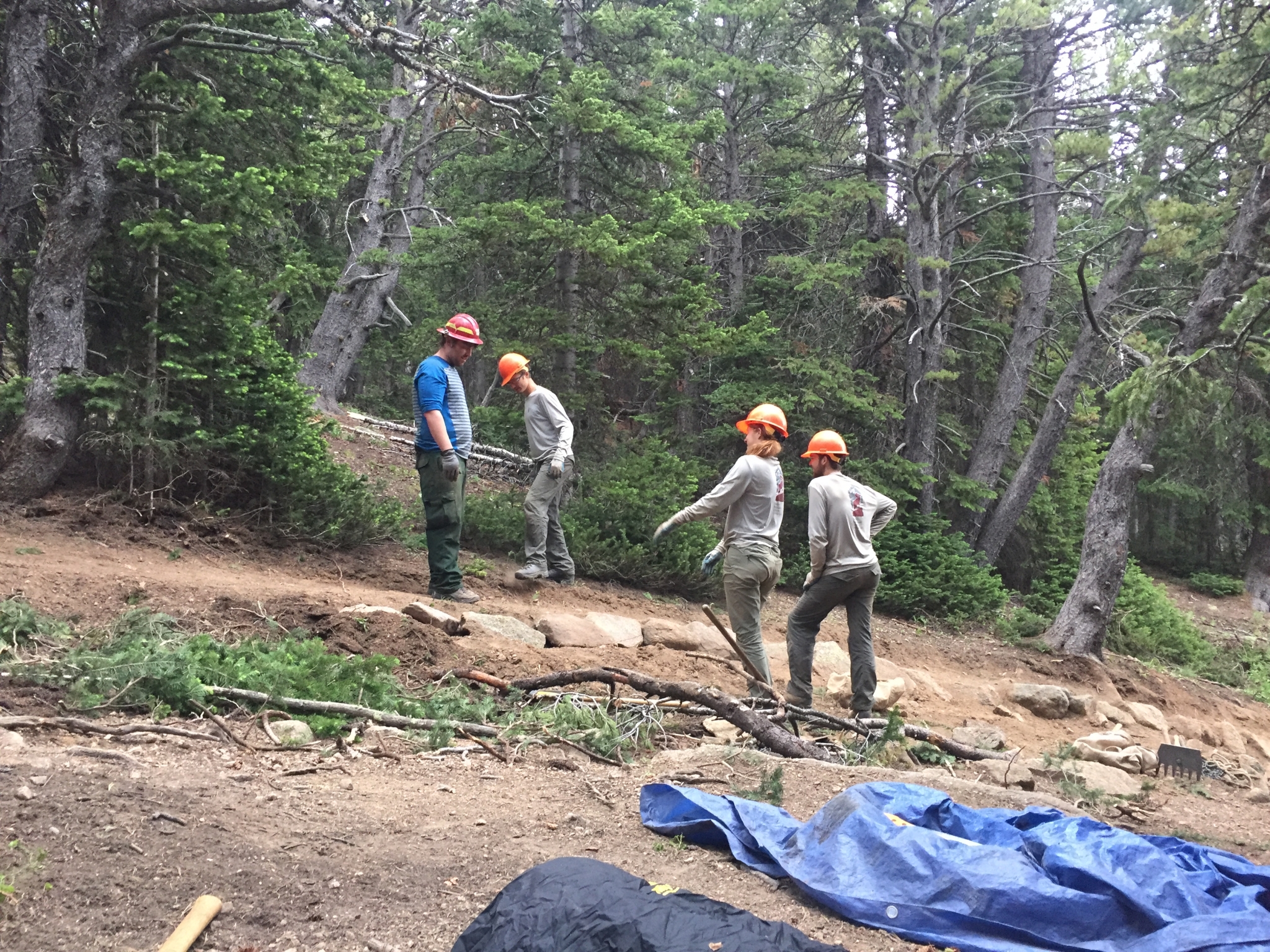 Four workers in hard hats and safety gear clearing fallen trees and debris in a forest.