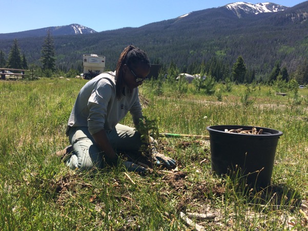 A woman kneels while planting in a grassy field
