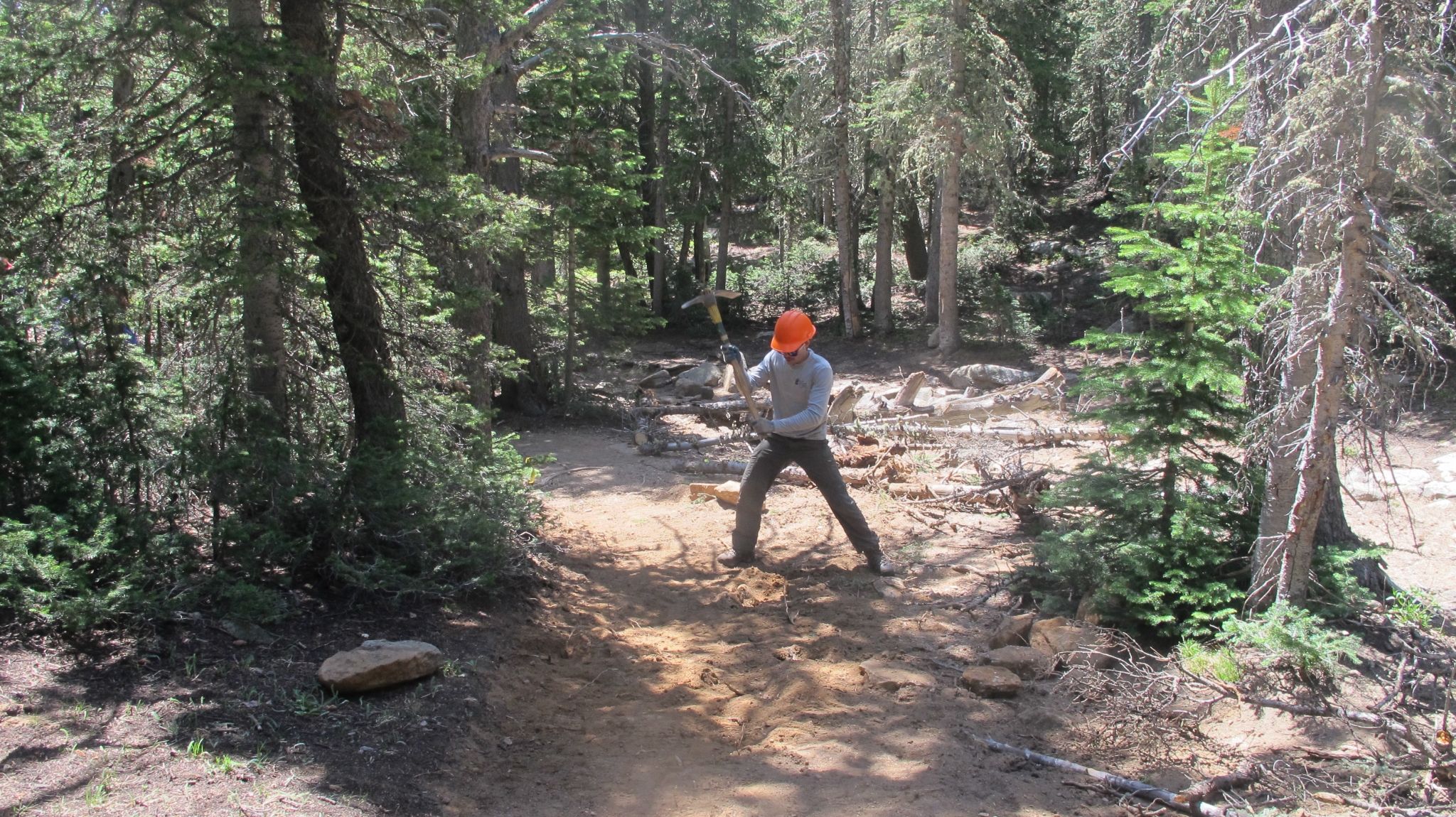 A person digs on a forest trail surrounded by pine trees and scattered rocks.
