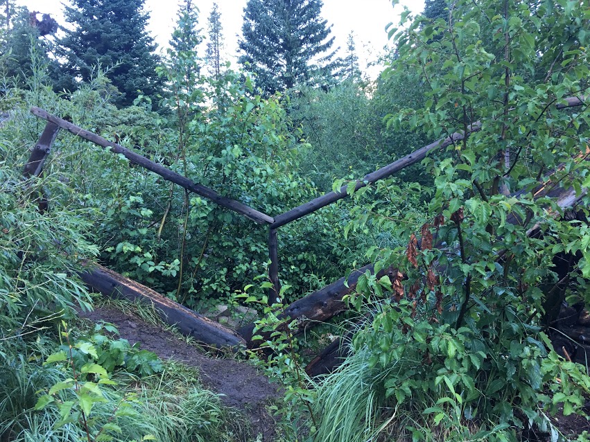 Overgrown forest trail with fallen trees and dense green foliage obstructing the path.