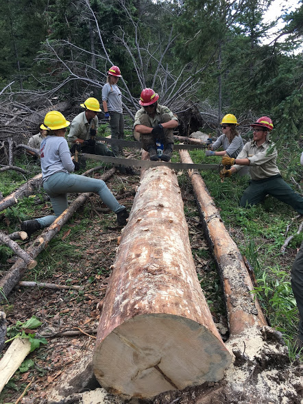 A group of forest workers in helmets and safety gear using a crosscut saw to cut a large log in a wooded area.