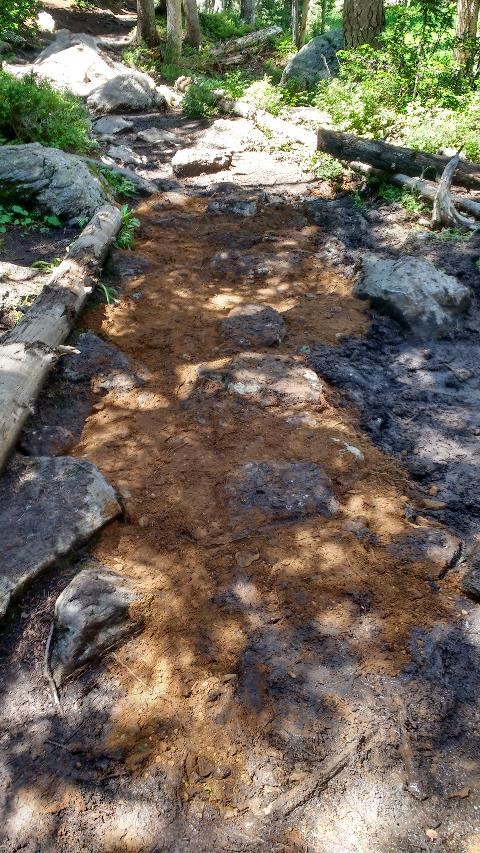 A muddy trail through a forest, surrounded by rocks and trees, with makeshift log steps on one side. sunlight filters through the foliage above.
