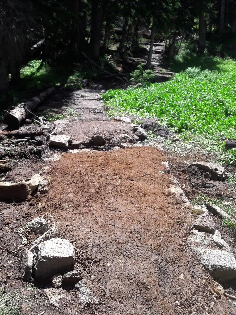 A forest trail featuring a patchy rocky path surrounded by green foliage and trees under bright sunlight.