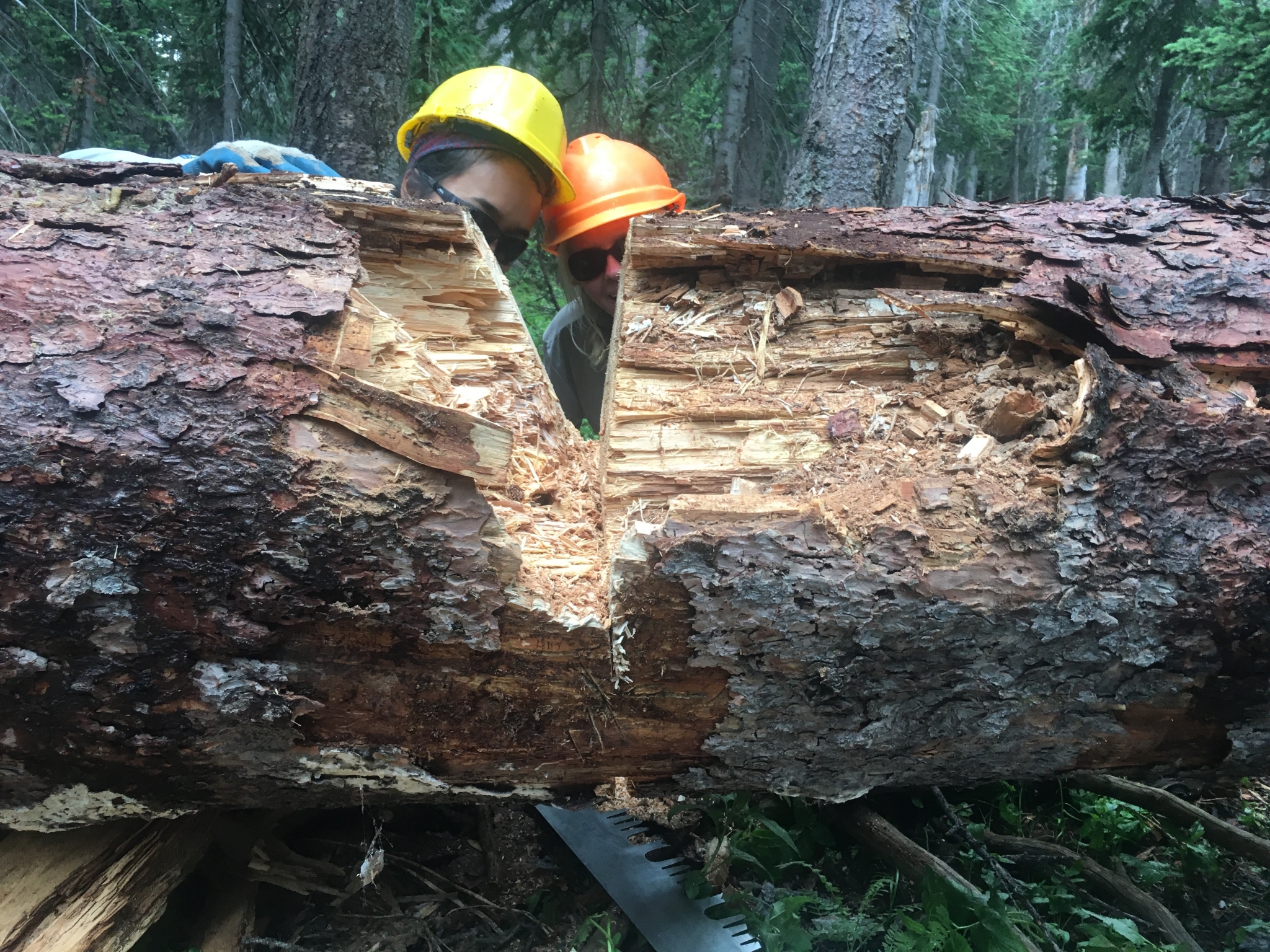 Two people wearing hard hats using a large crosscut saw to cut through a thick, fallen tree in a forest.