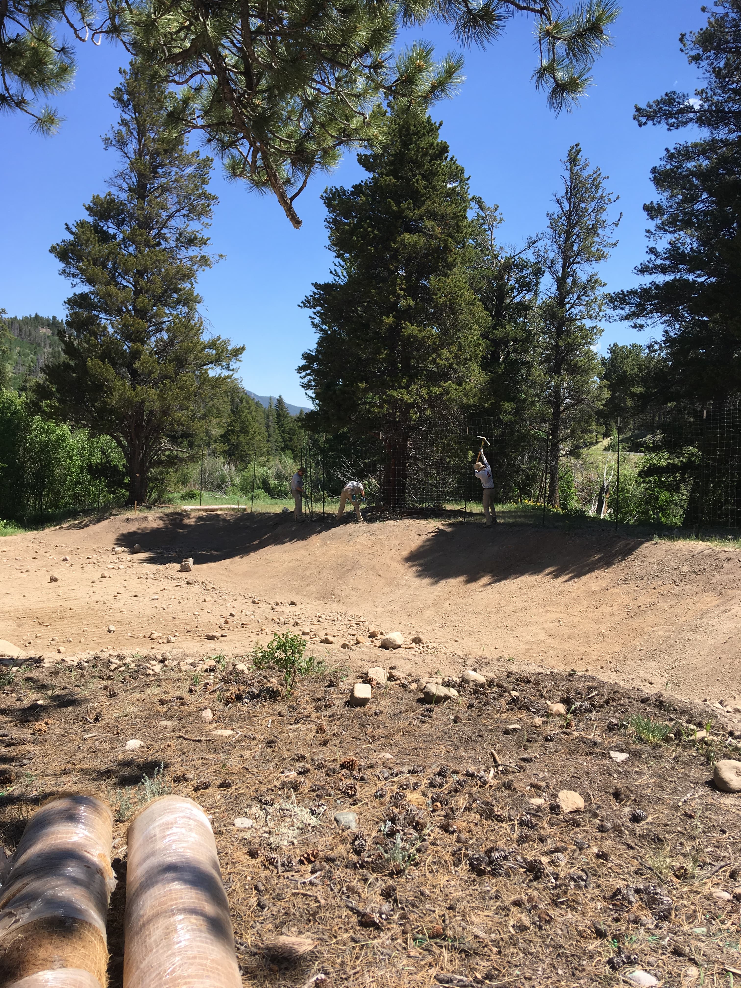 A dirt track curves through a pine-forested area with logs in the foreground