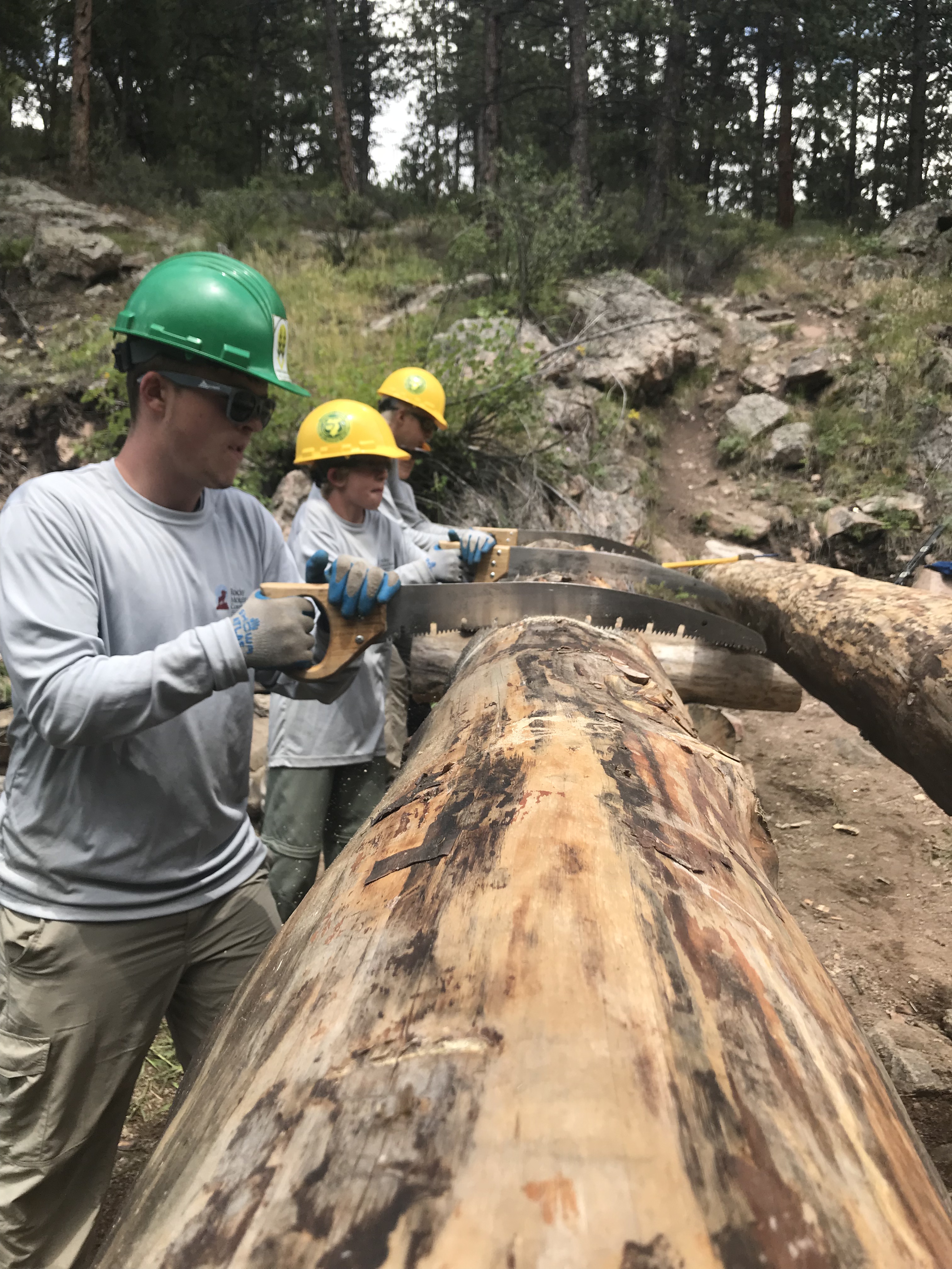 Three volunteers wearing helmets and gloves work together to saw a large log in a forested area.