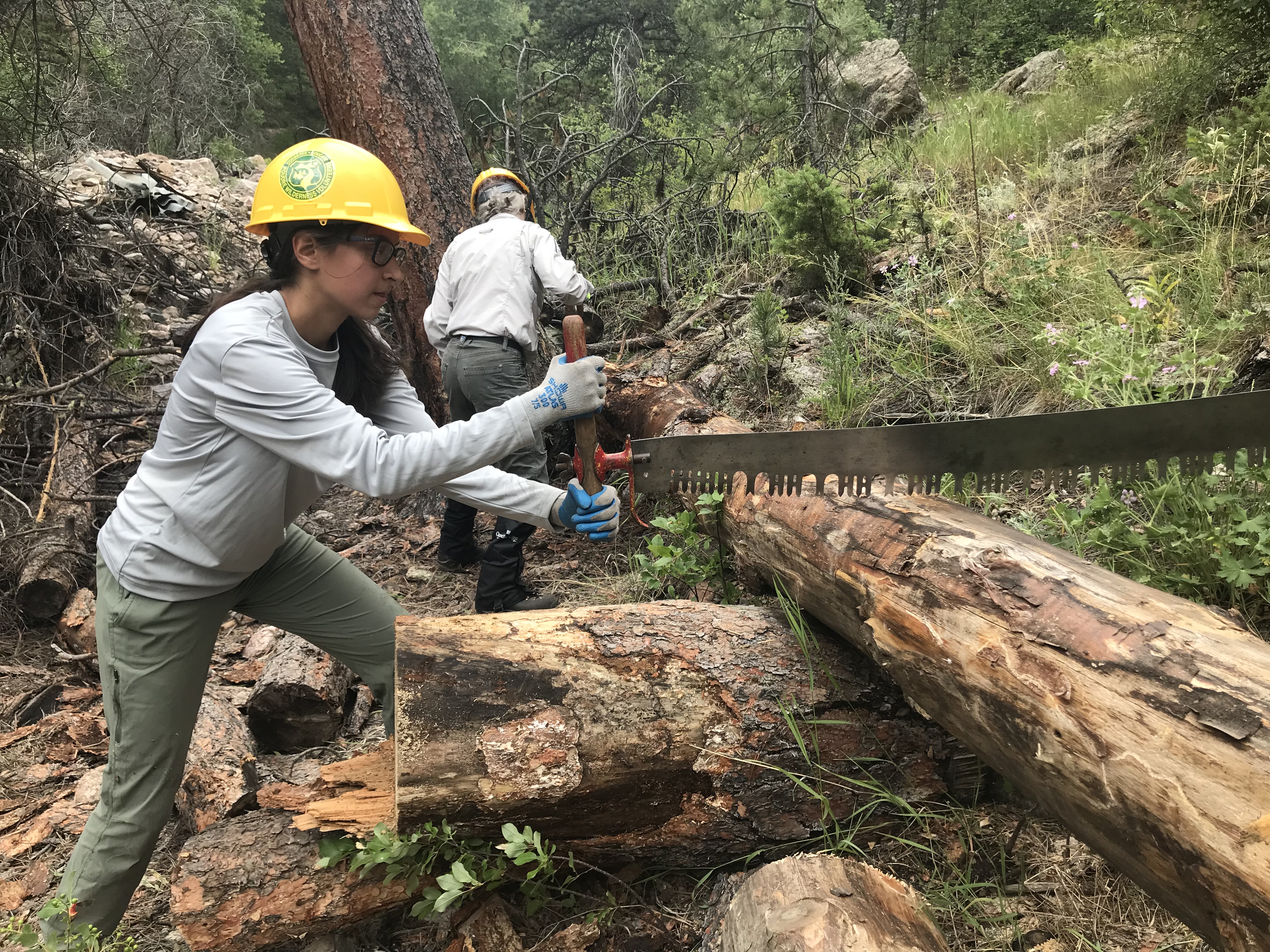 A forest ranger uses a large saw to cut through a fallen tree