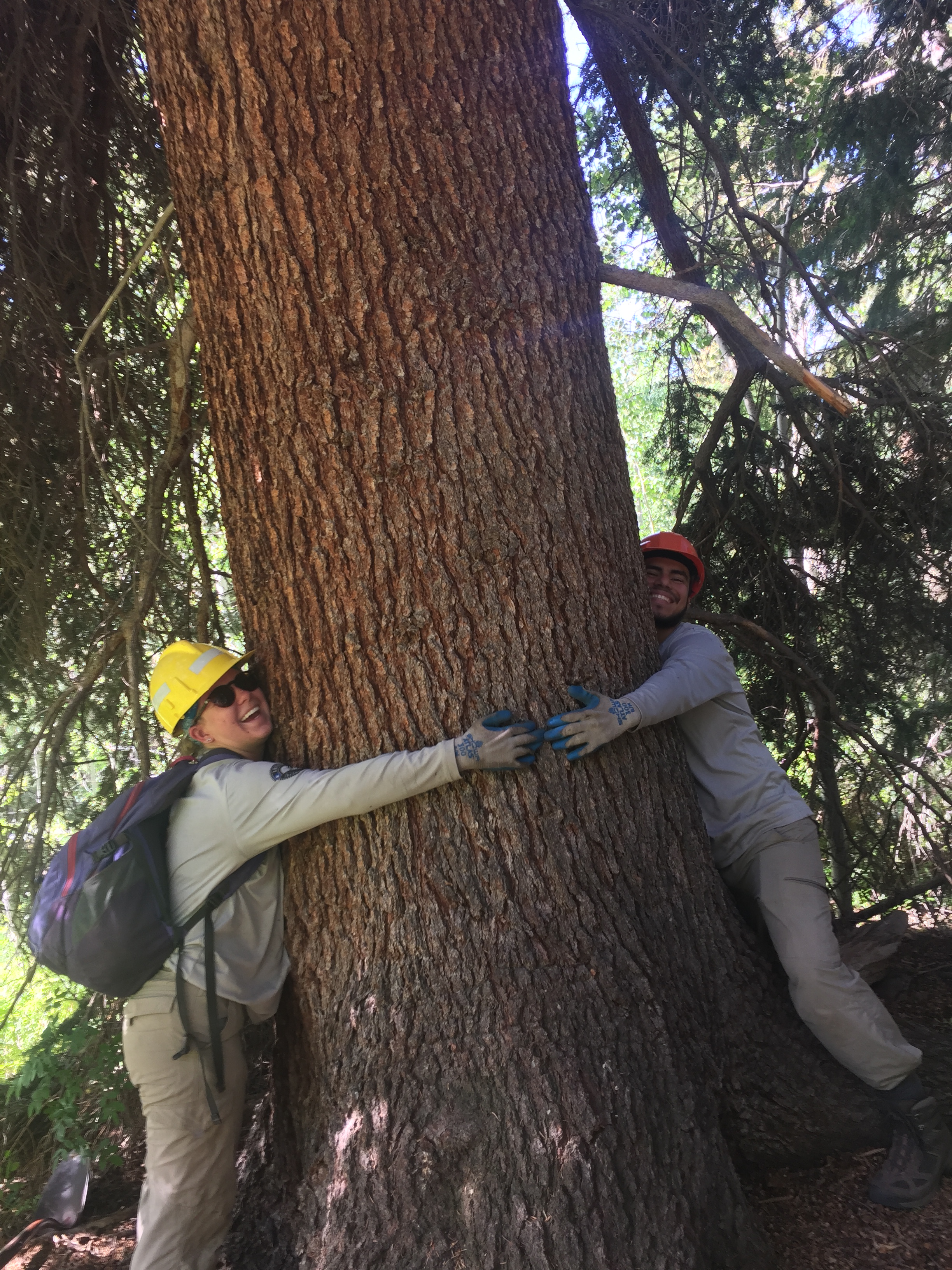 Two people hugging a large tree in a forest