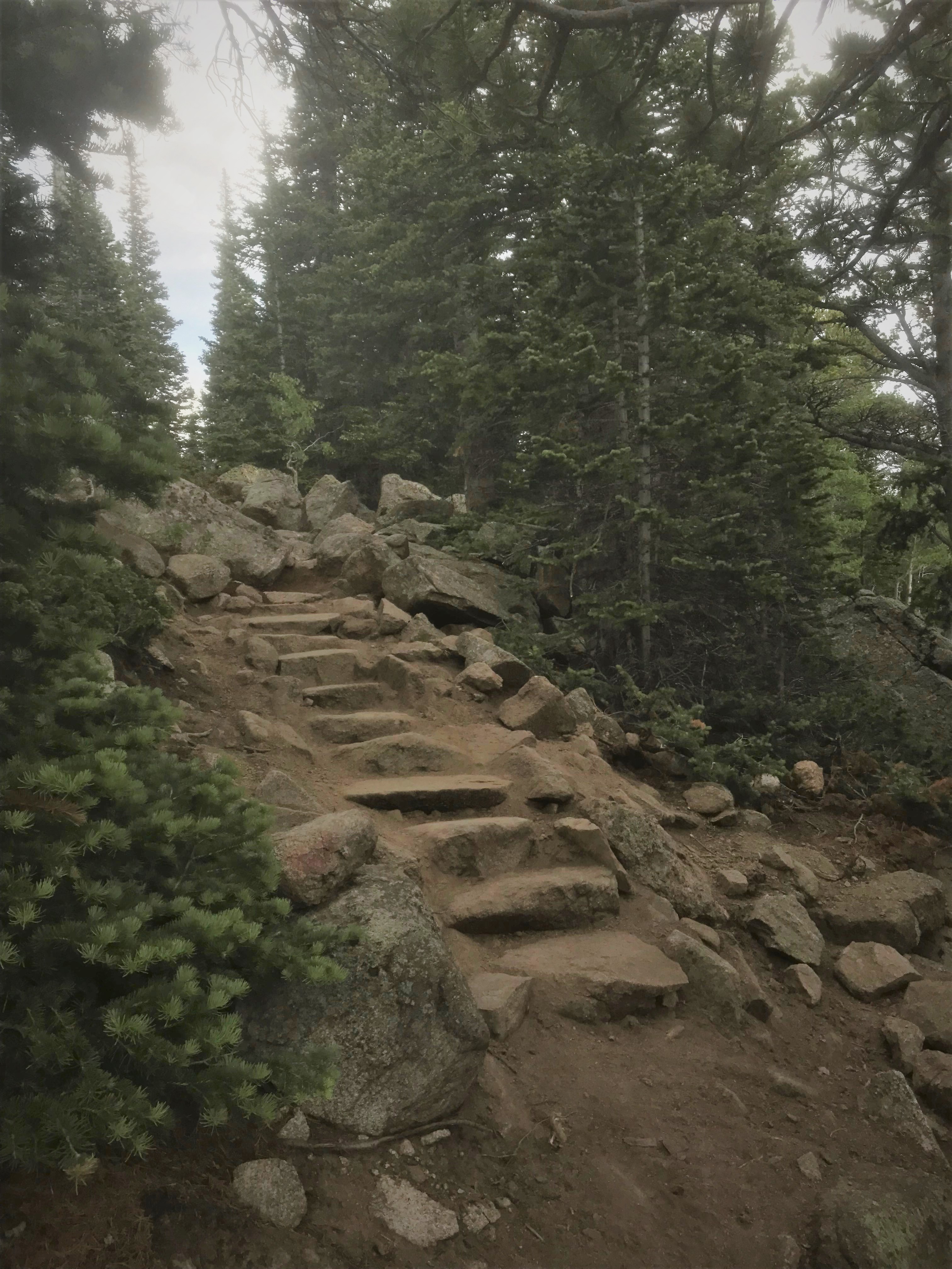 Rocky hiking trail with stone steps surrounded by dense pine trees