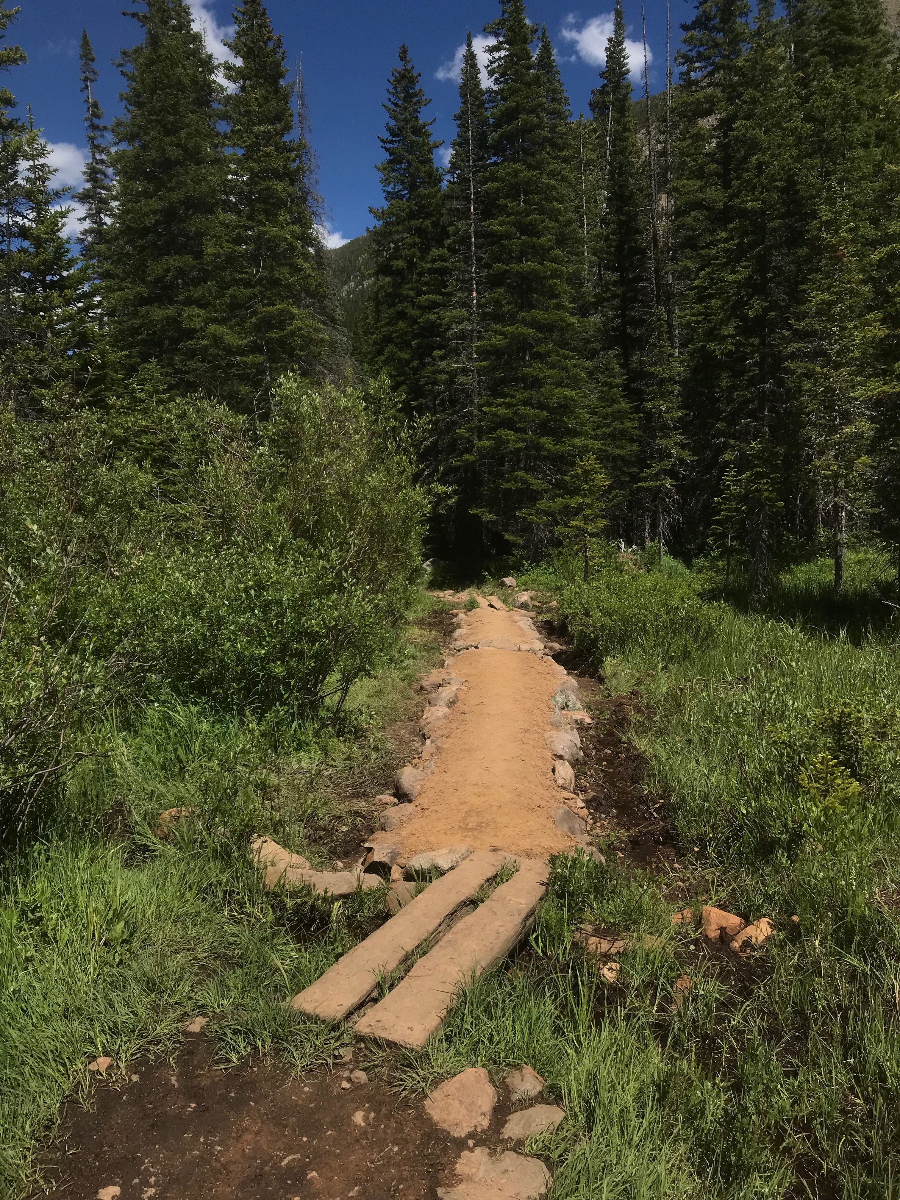A dirt trail lined with rocks leading through a dense green forest under a blue sky.
