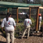 A group of people working in a garden.