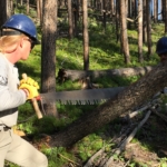 Two people cutting down a tree in the woods.