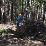 A man in a hard hat standing in a wooded area.