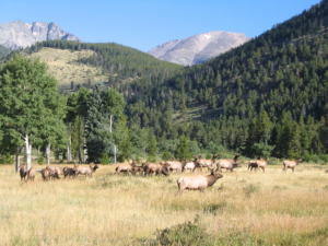 A herd of elk in a field.
