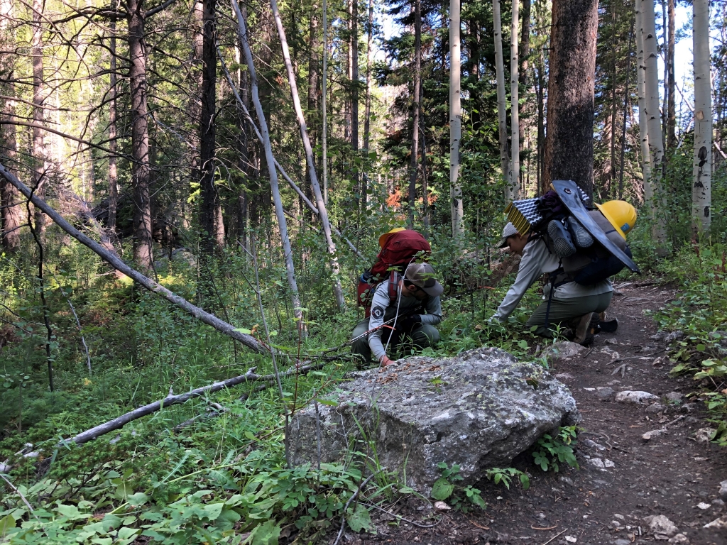 A group of people hiking in the woods.