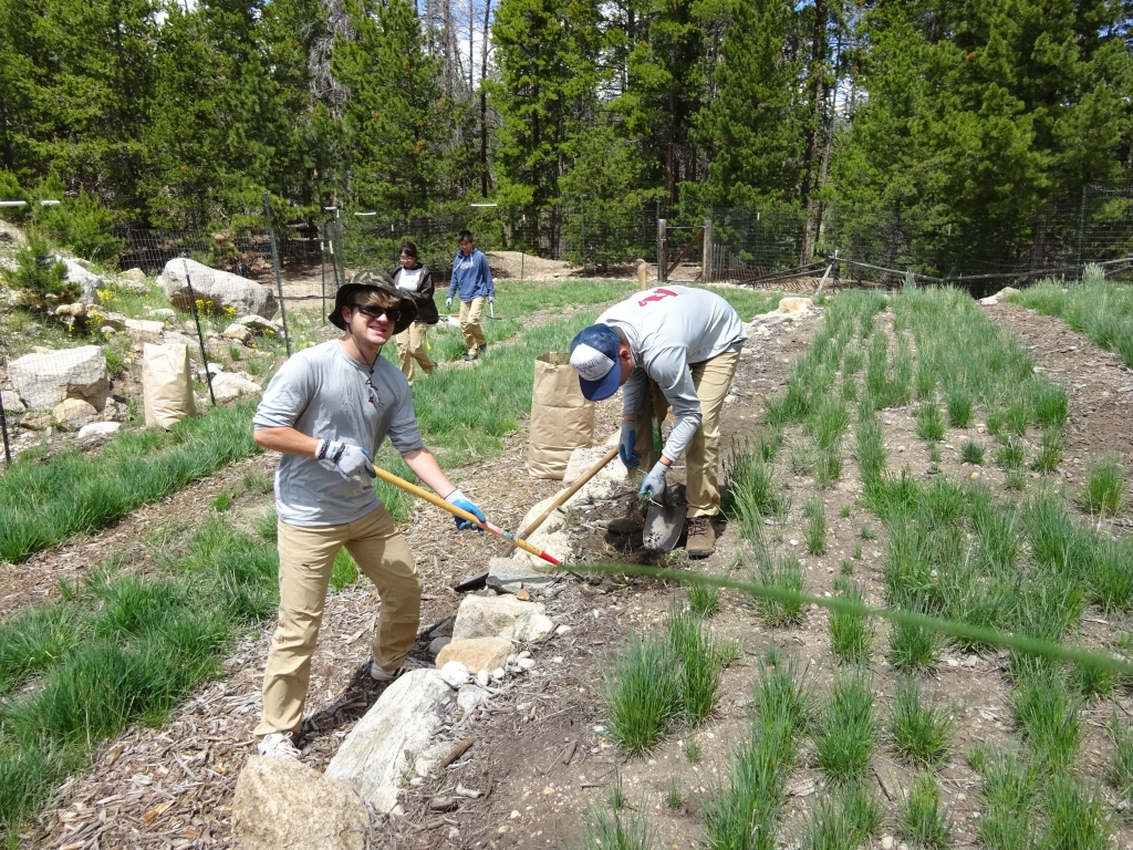 A group of people working on a garden in the woods.