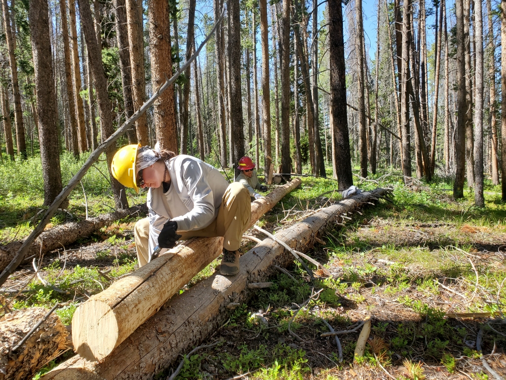 A man in a hard hat cutting logs in a forest.