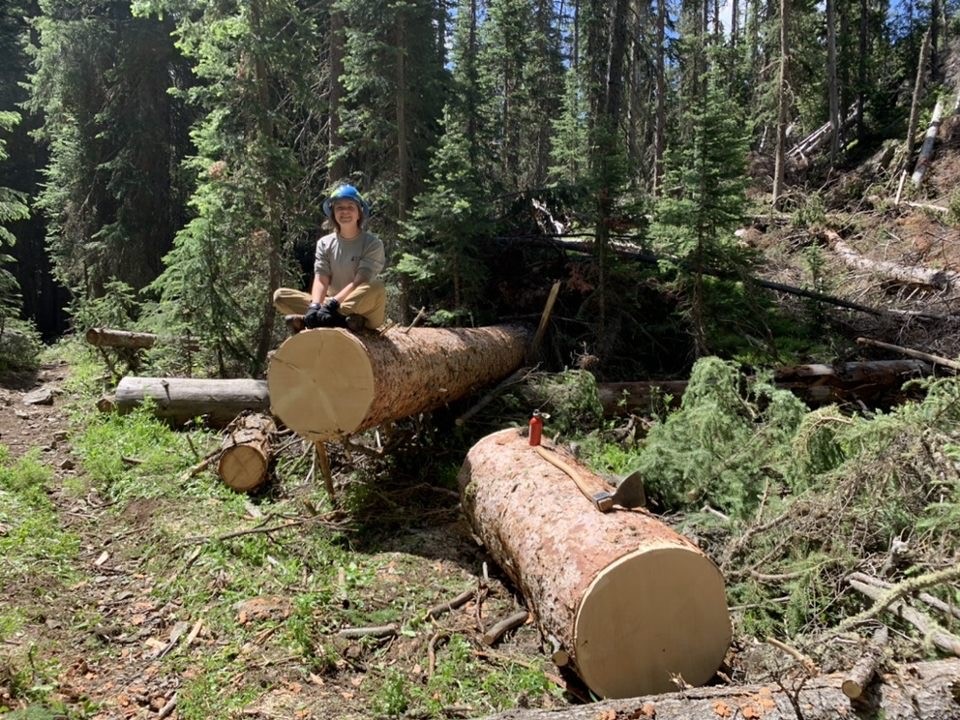 A man sits on top of logs in a forest.