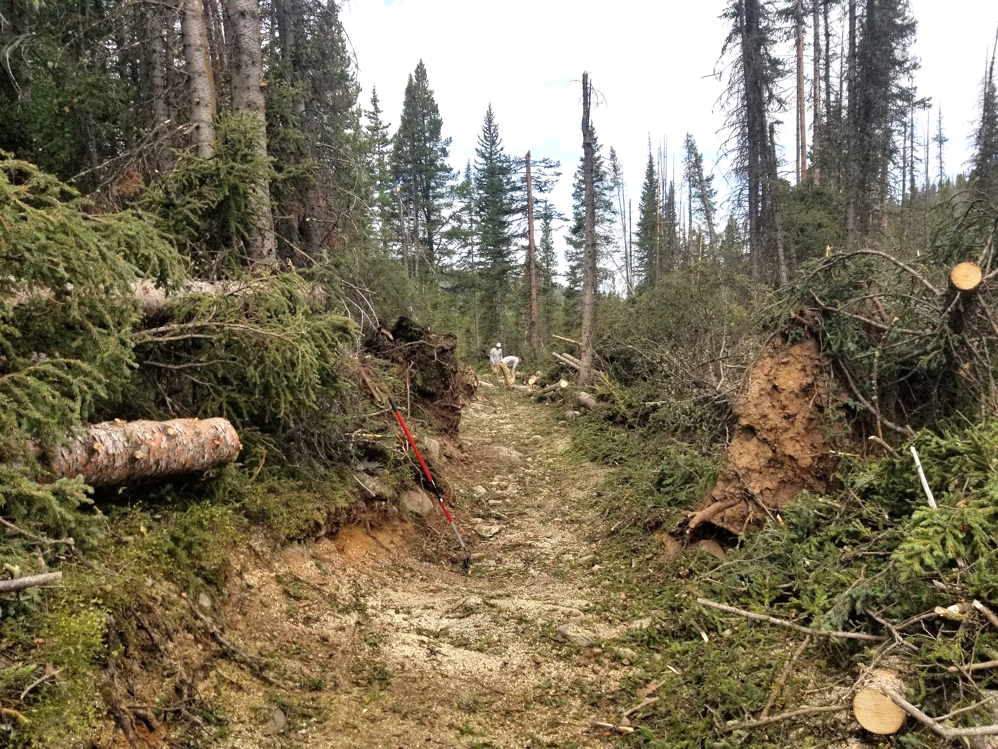 A fallen tree on a trail in a forest.