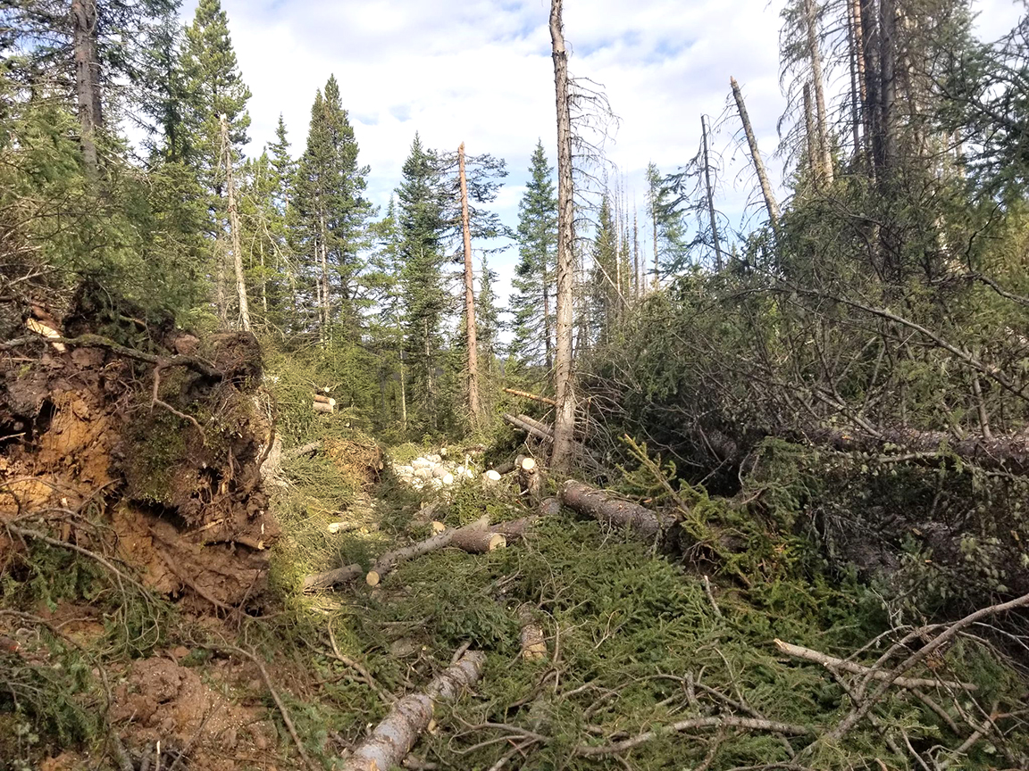 A fallen tree in the middle of a forest.