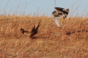 A hawk swoops low over a dry grassy field, closely pursuing a pheasant running ahead.