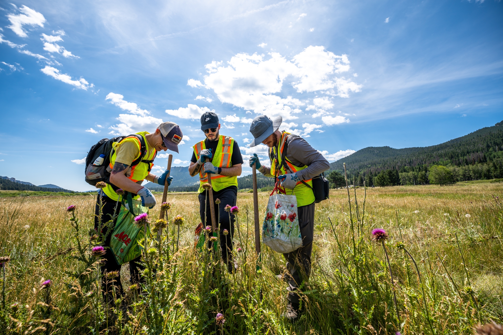 Three people wearing safety vests and gloves remove invasive plants from a grassy field under a sunny sky with mountains in the background.
