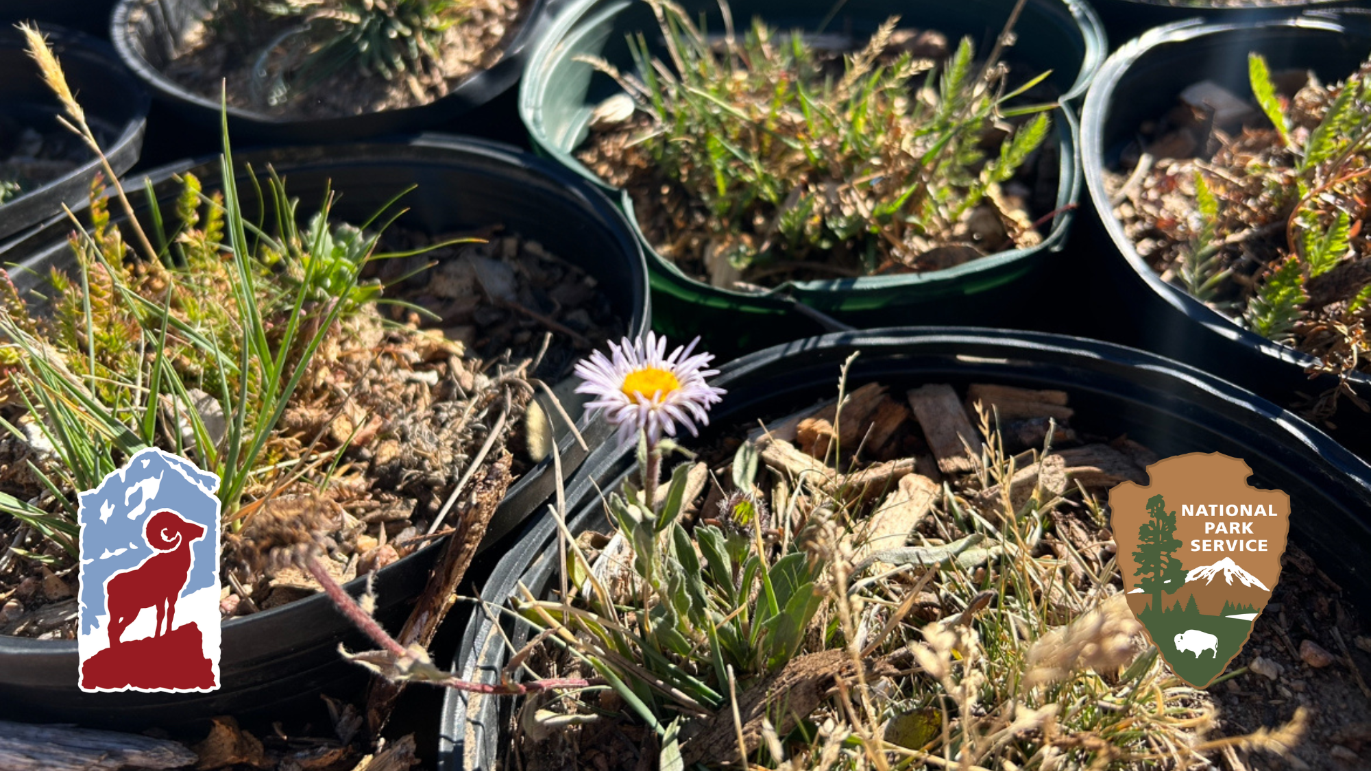 Close-up of a small purple flower growing in a round planting pot with other plants nearby; two logos are overlaid in the lower corners.