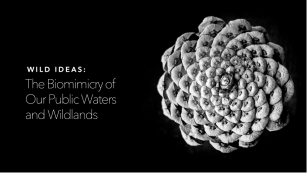 A spiral-patterned plant structure is shown beside the text: “Wild Ideas: The Biomimicry of Our Public Waters and Wildlands” on a black background.